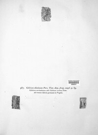 Calicium abietinum image